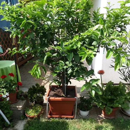 Tinka Haz Διαμέρισμα