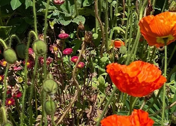 Appartement Tinka Haz