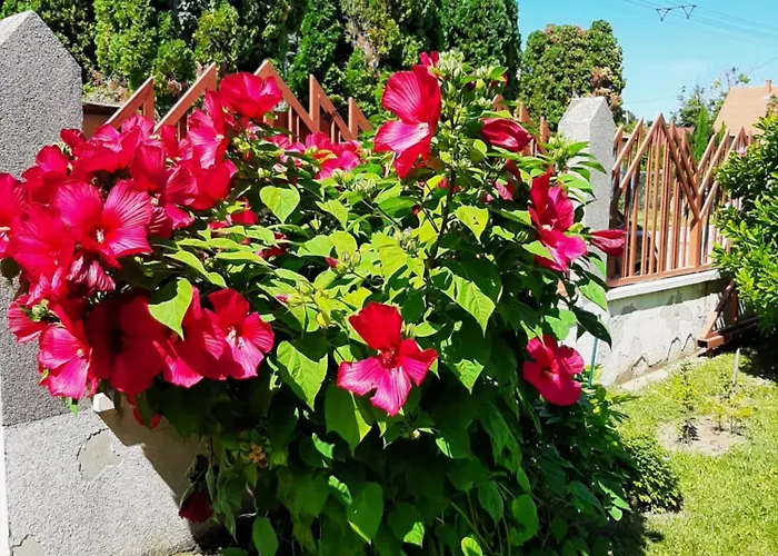 Appartement Tinka Haz *