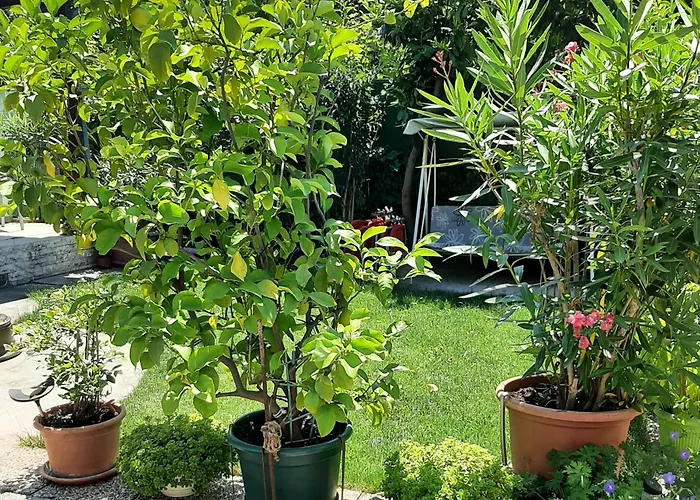 Appartement Tinka Haz