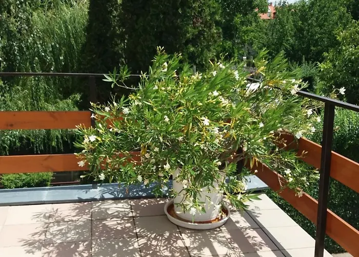 Appartement Tinka Haz